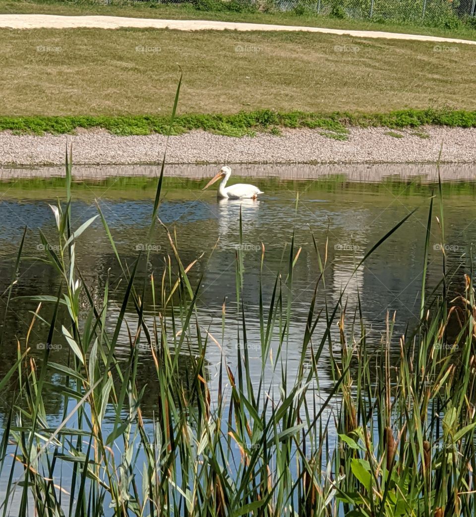 peloquin in the pond