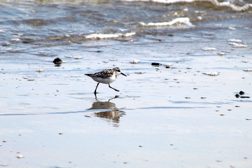 A sand plover runs through the shallow waters of a beach