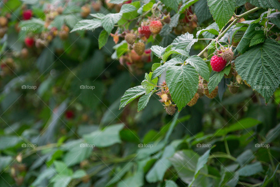 Raspberry bushes on a farm were tou can pick for your self outside Malmö in Sweden.