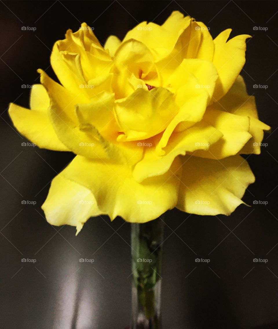 Ao invés das mini-rosas brancas da postagem anterior, se preferir, há esse botão da #rosa amarela que colhemos do #jardim e fizemos um singelo #vaso para decorar nossa casa.
Pena que não dá para sentir o #perfume dessa #flor pela internet...