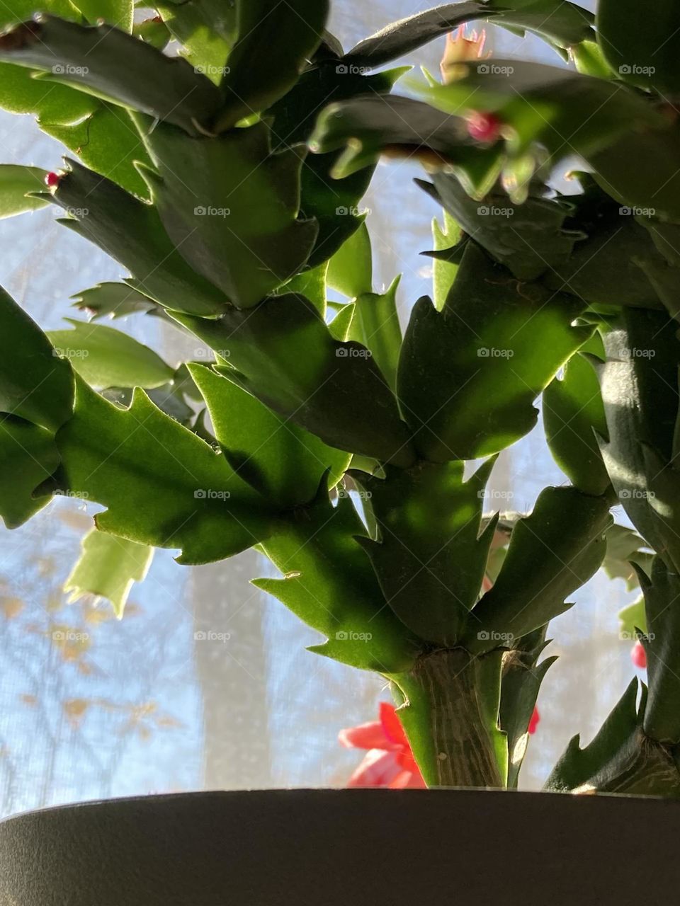Thanksgiving cactus growth, so many new leaves