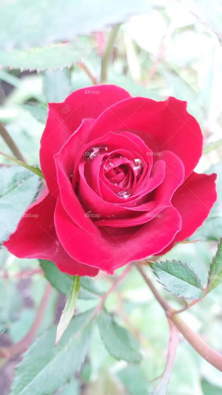 Rose