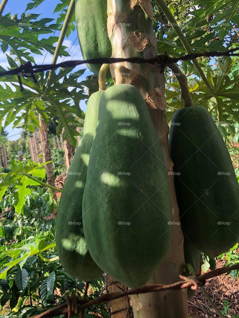Papaya in the garden