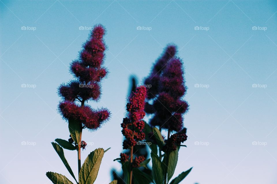 Beautiful flowers 🌺 