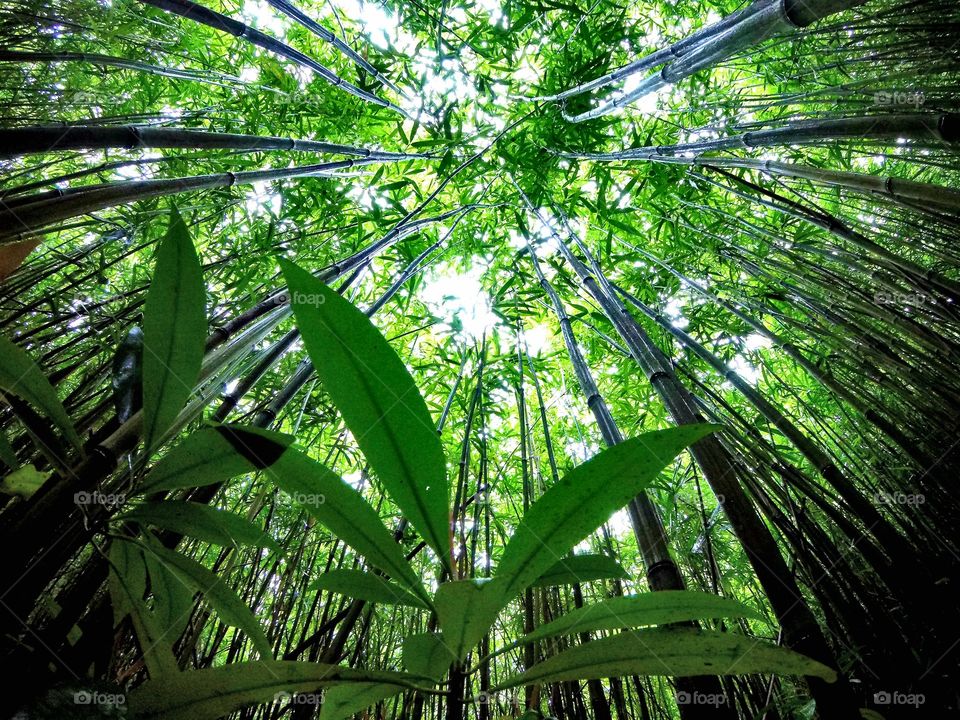 Bamboo forest