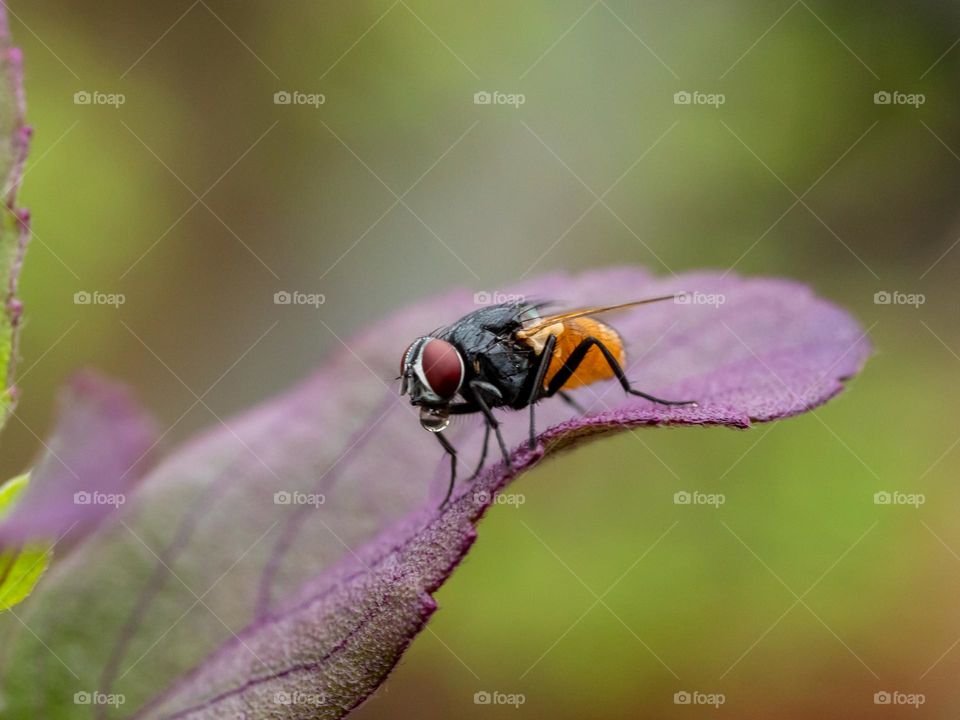 Fly insect drinking water