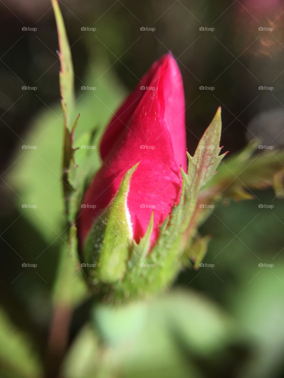 Rosebud