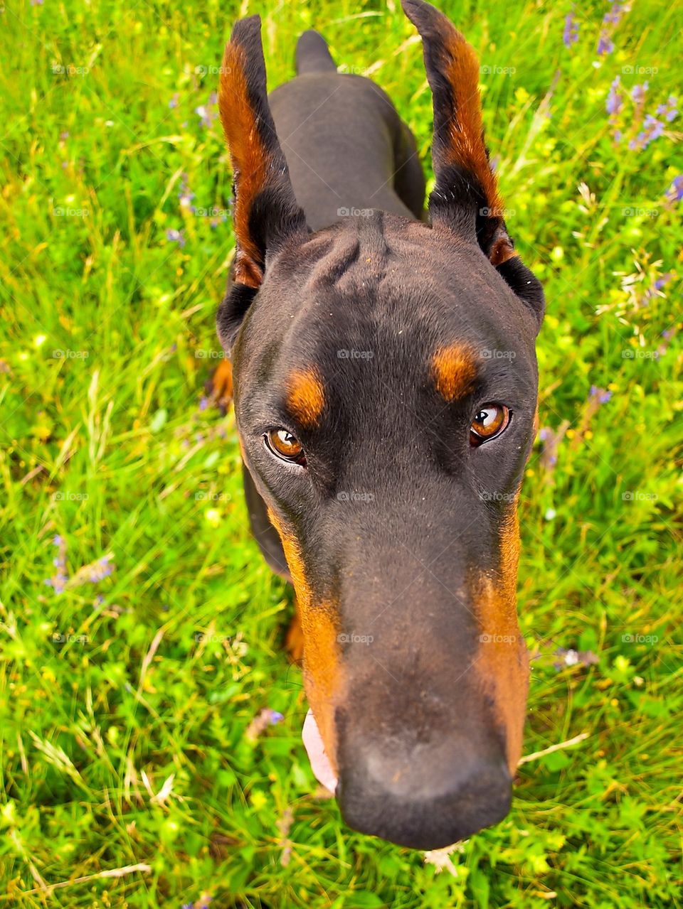 Dobermann