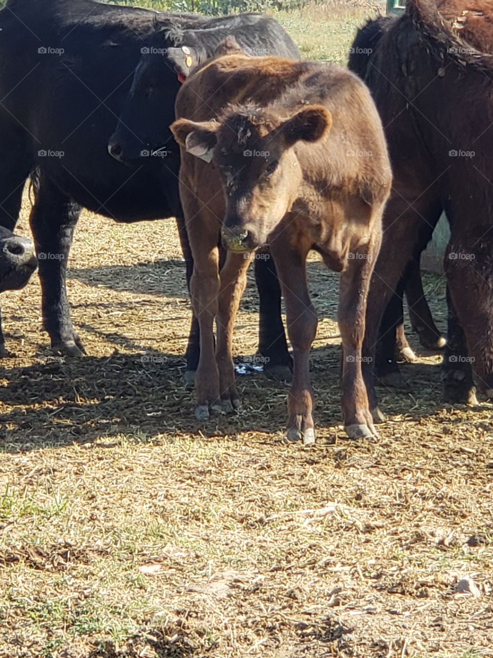 calf and cows