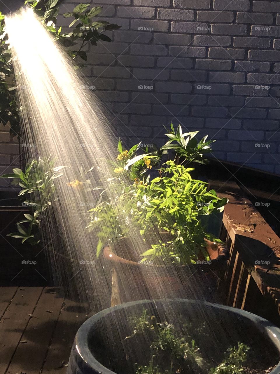 Amazingly cool effect of backlit water spray into plants
