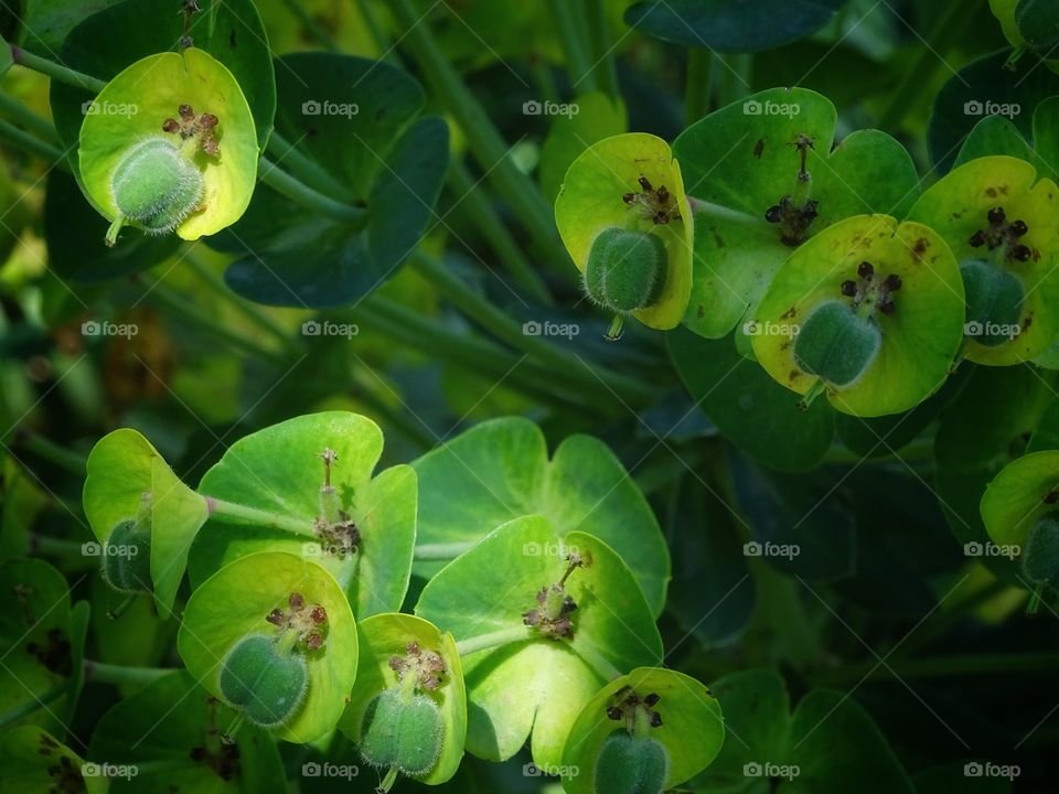 The beauty of the flowers