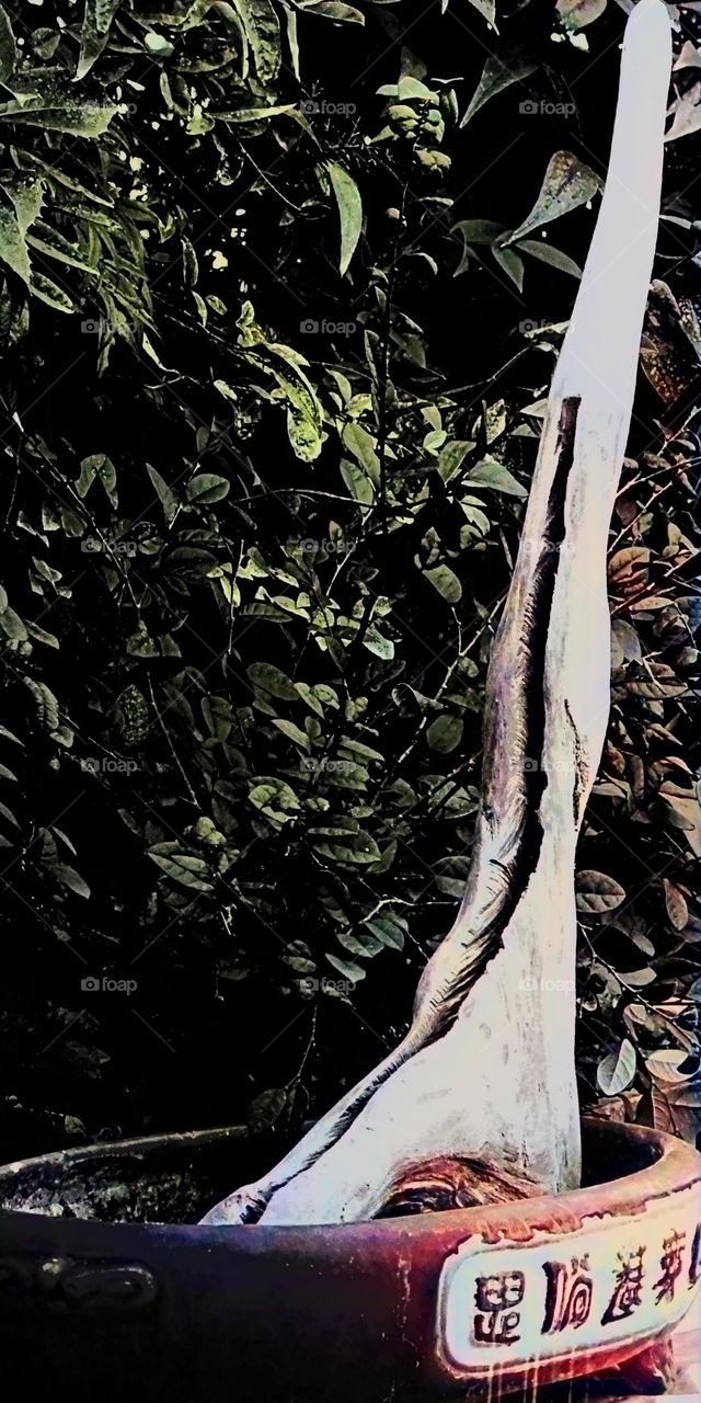 Wikipedia defines Tanuki Bonsai as a technique where a living tree is joined to an
interesting piece of deadwood to create a composite in the
driftwood style. It goes further to state that the deadwood usually has the form of a weathered tree trunk