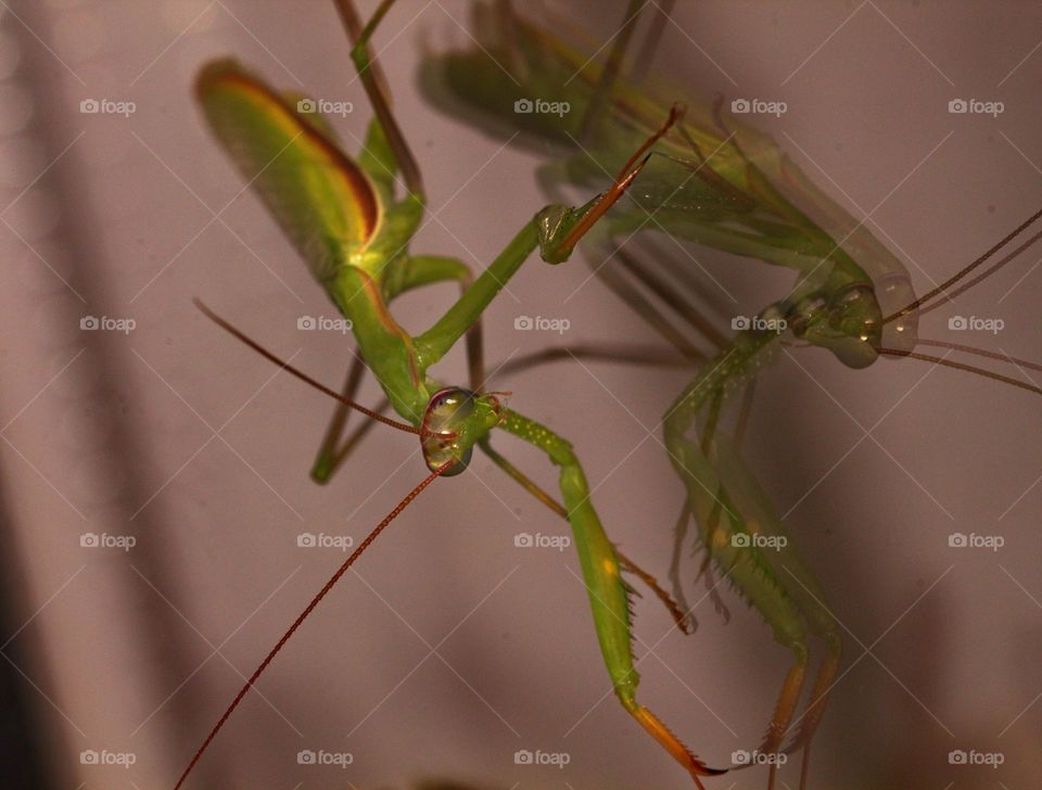 The praying mantis with its reflection upon the window, perhaps confusing IT with another insect.