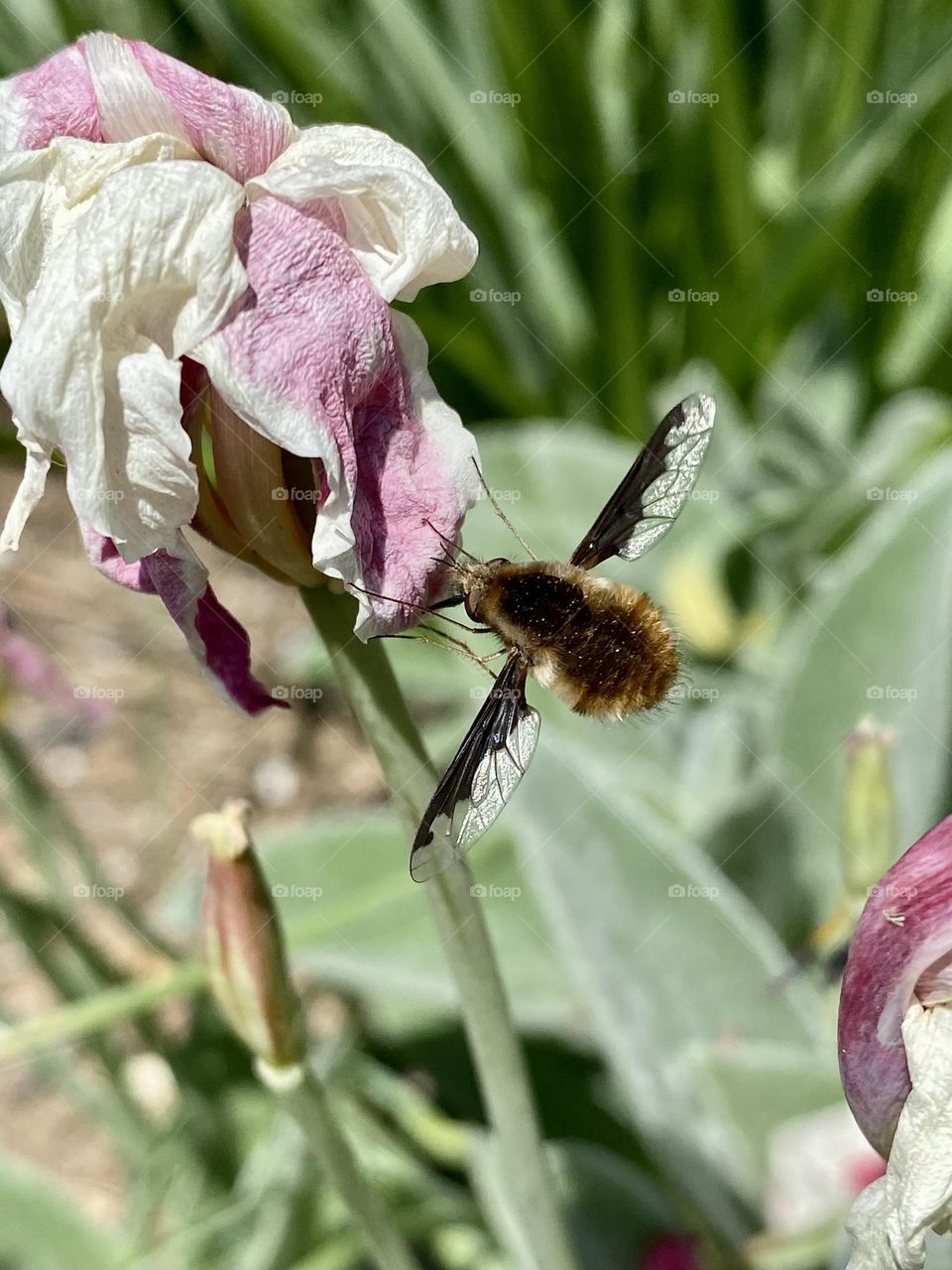 A bee fly on a withered pink and white tulip