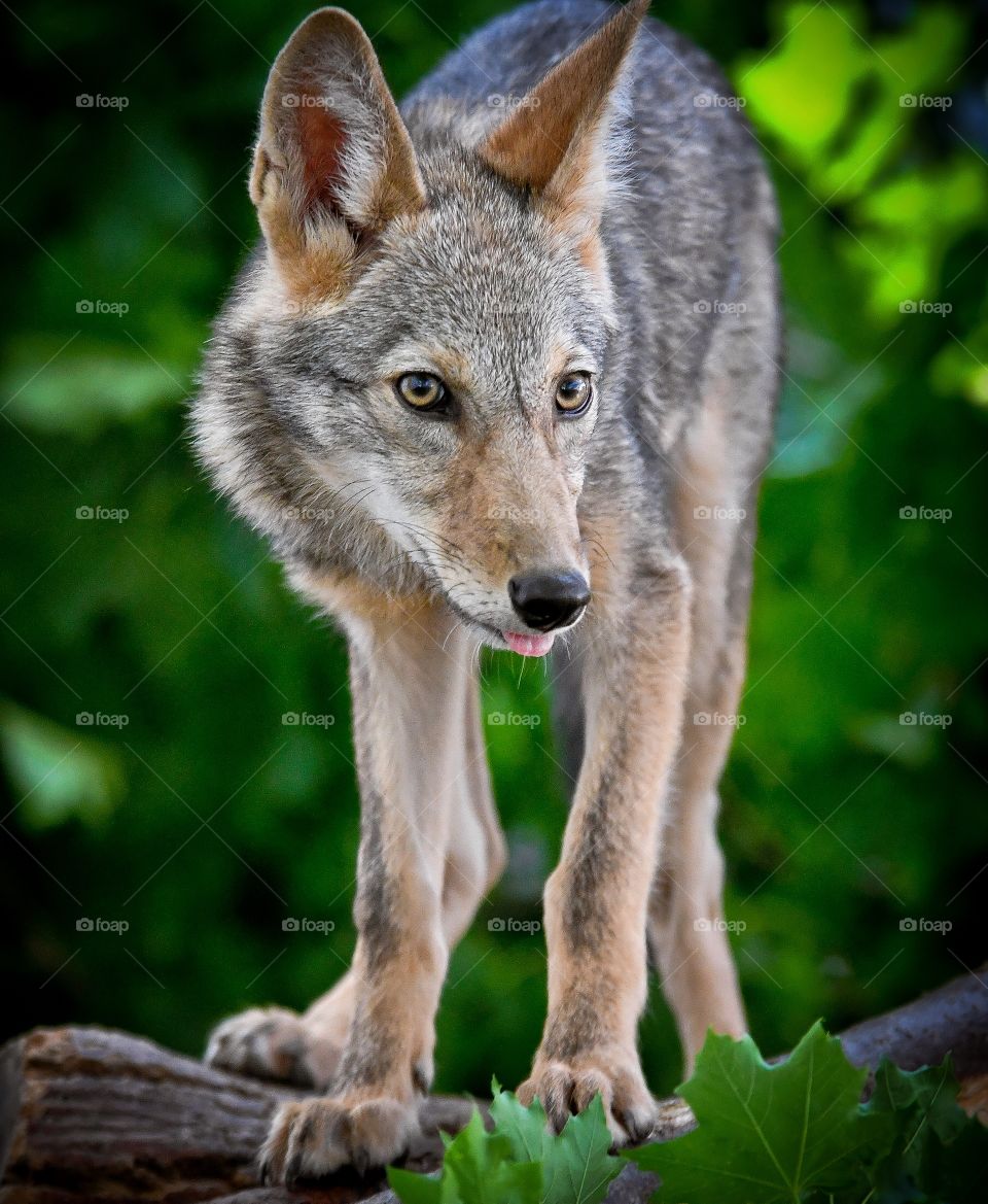 Coyote in woods 