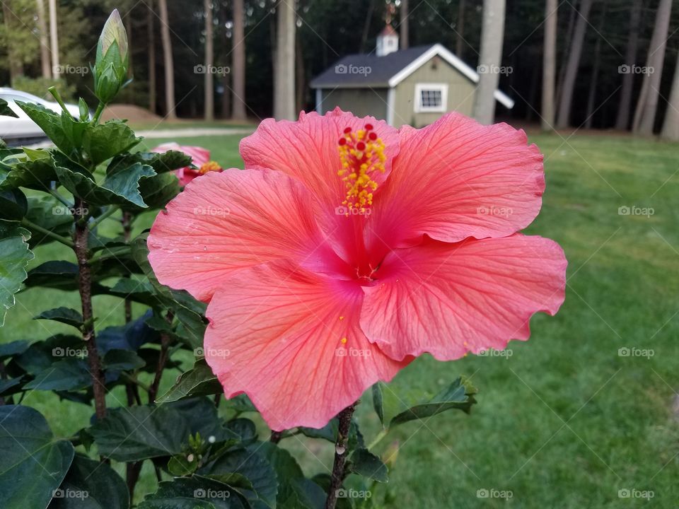 vibrant hibiscus