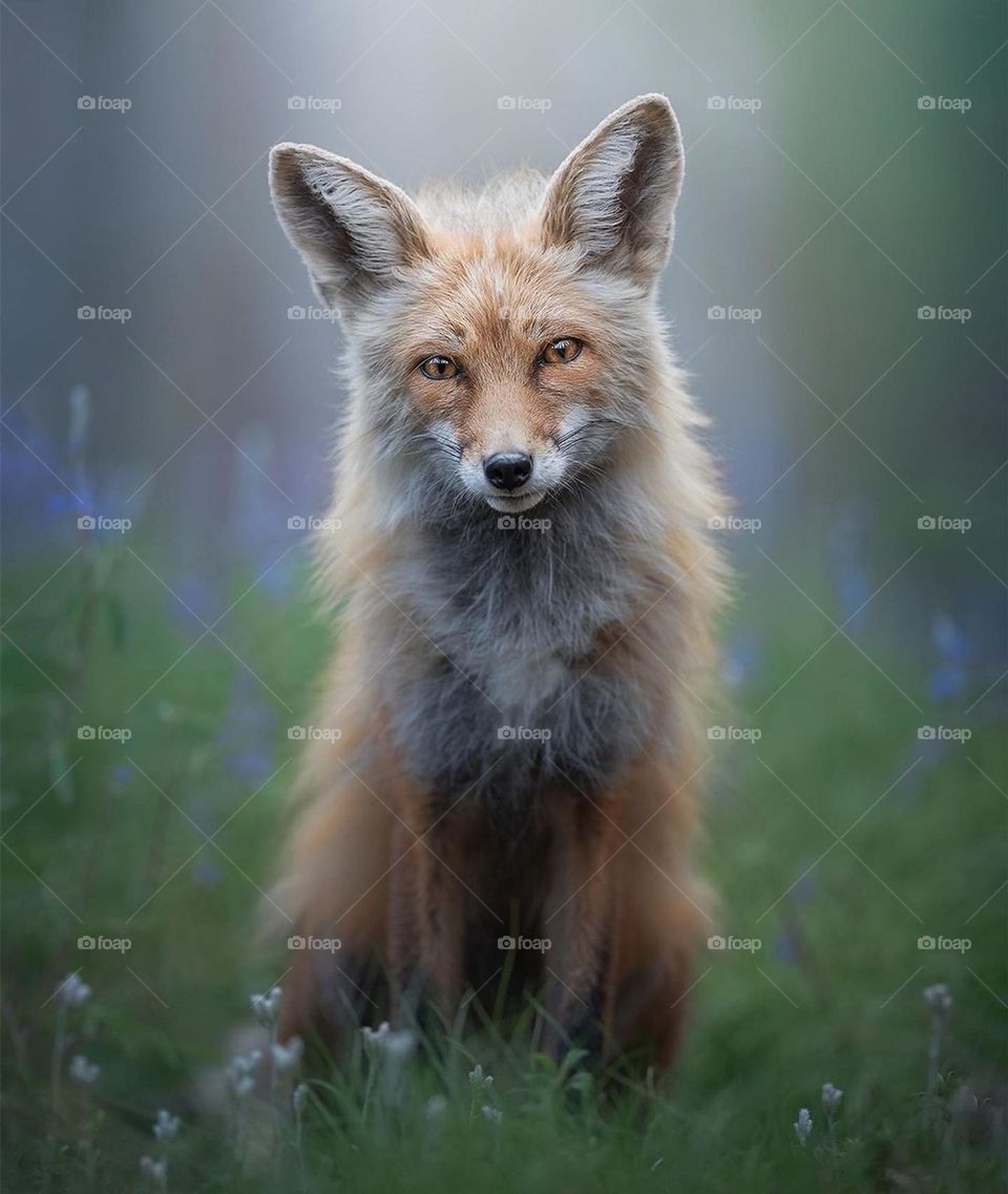 Middle Russian fox