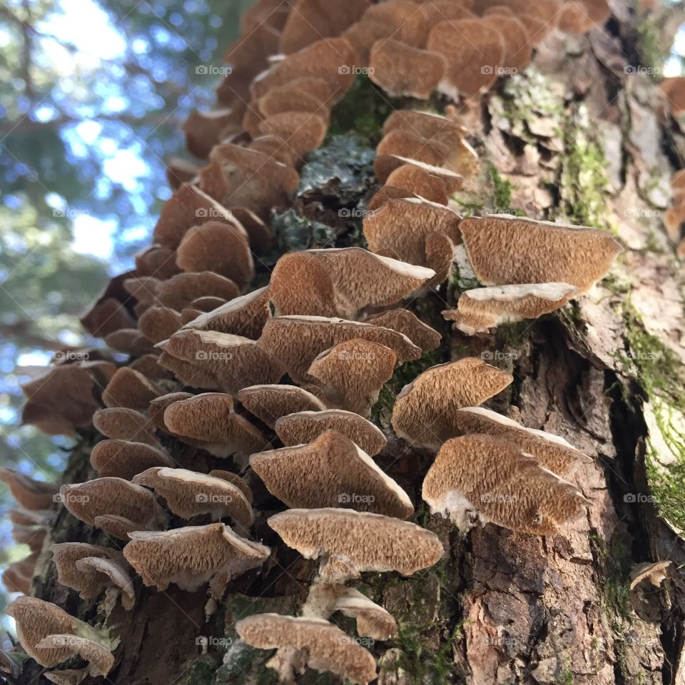 Mushrooms on tree
