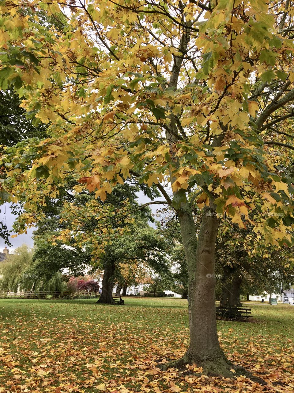 Autumn Trees on the Village Green 