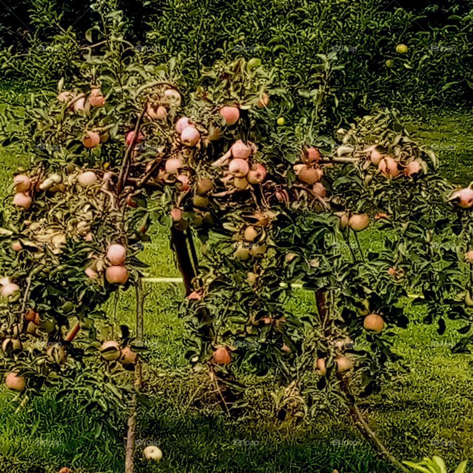 Apple tree
