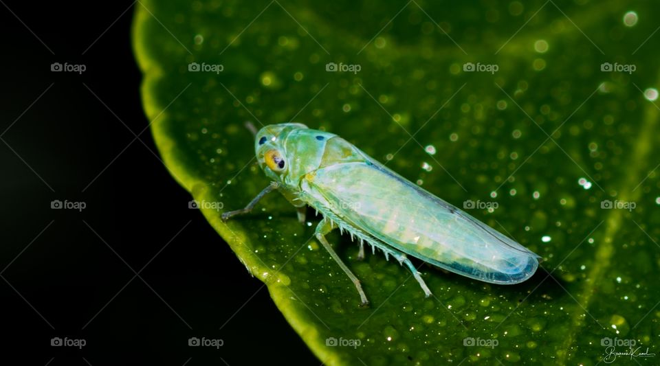 Cofana sp (Leaf Hopper)_Salem, India