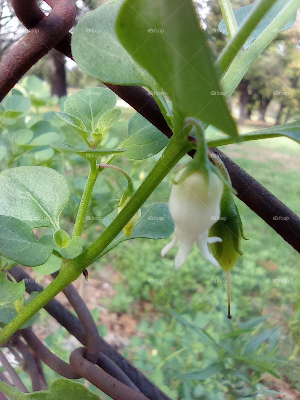 white bell flower / flor campanita blanca