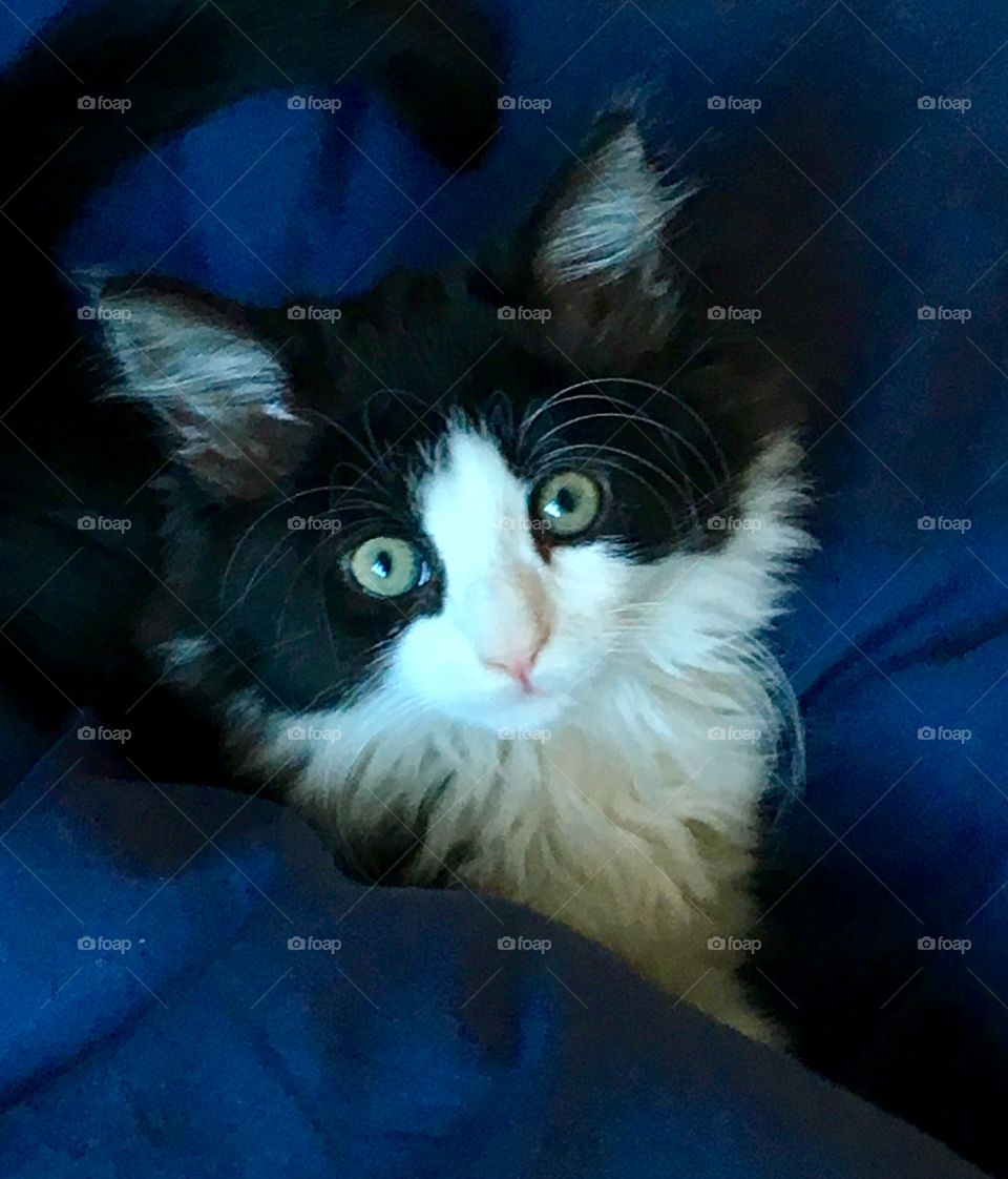 Cute black and white kitten, furry, eyes, tuxedo kitty, staring, posing, fuzzy, 