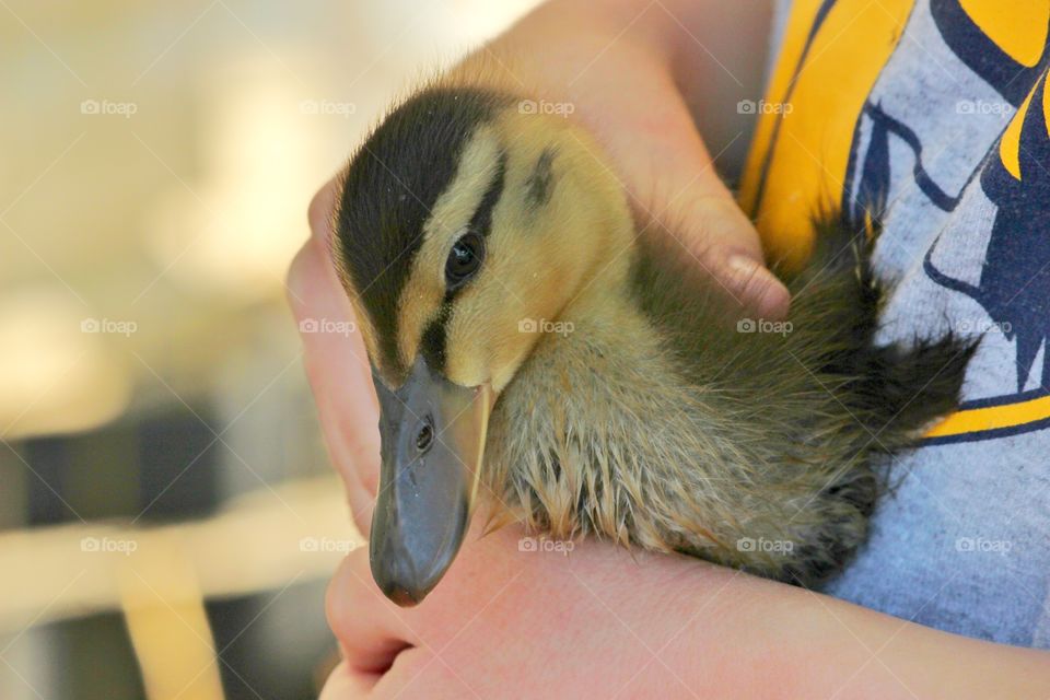 duckling