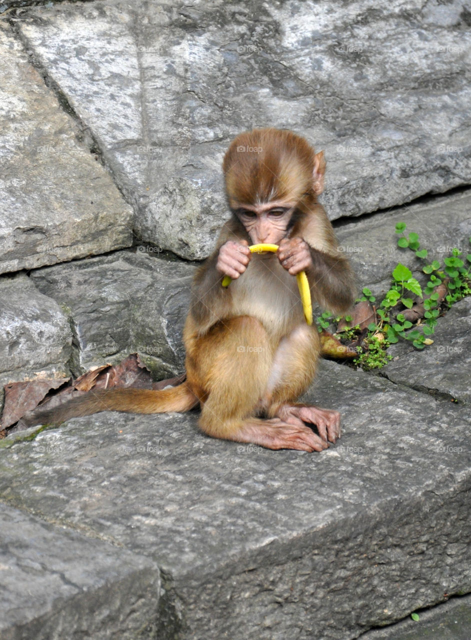 Baby monkey in Nepal 