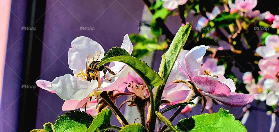 without bees we would have no fruit 🐝