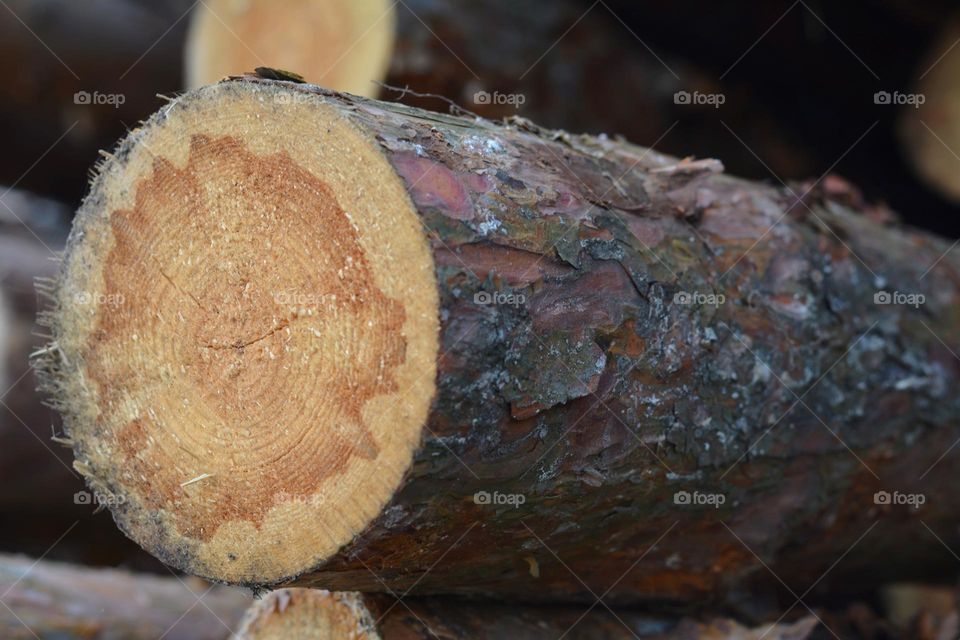 cut trees beautiful texture close up