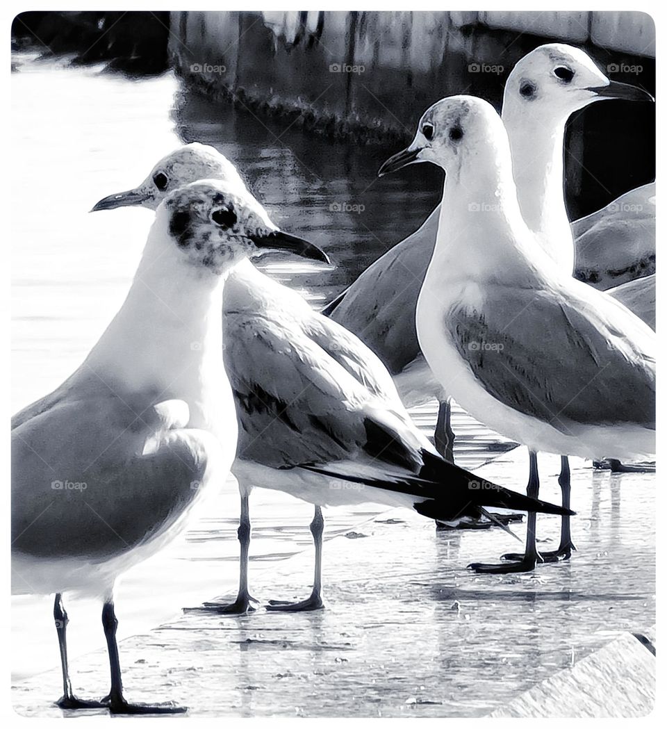 Seagulls at 90s