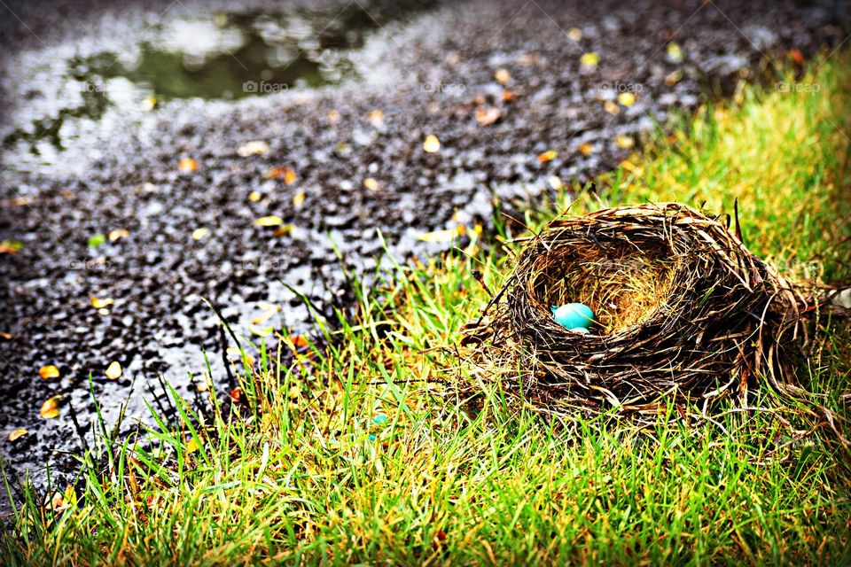 Robin's egg in nest