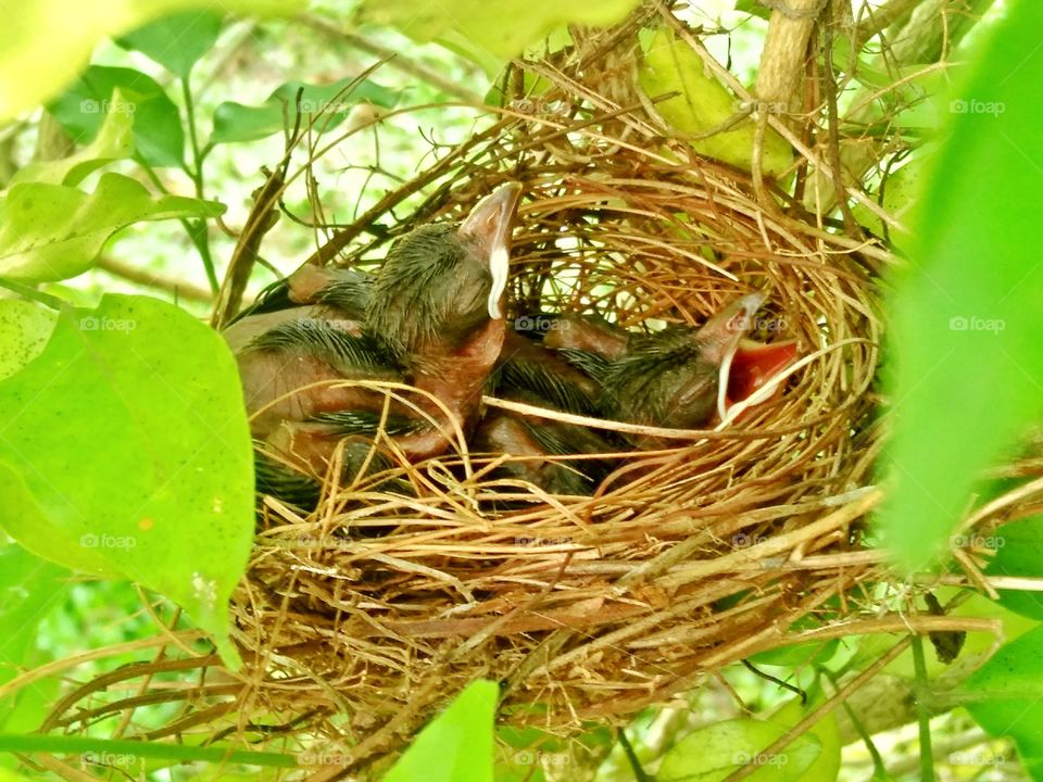 Baby birds Living in Harmony