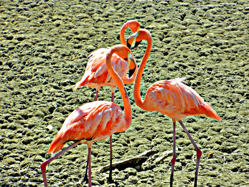 Pink Flamingos - Elements of odds photos using that psychological condition of the human brain in order to make some really interesting and pleasant composition