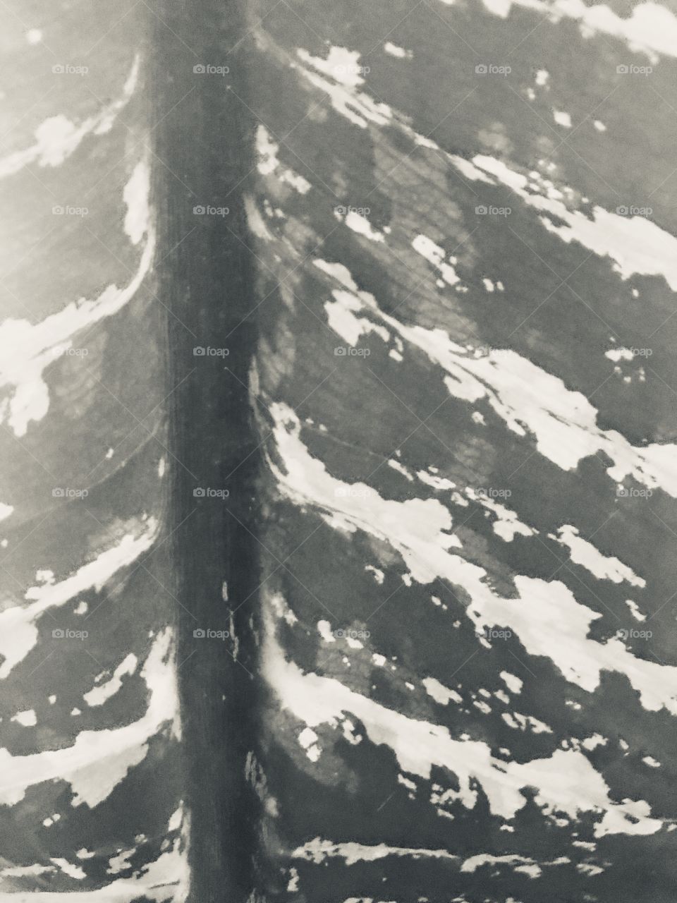 Feuille en noir et blanc 