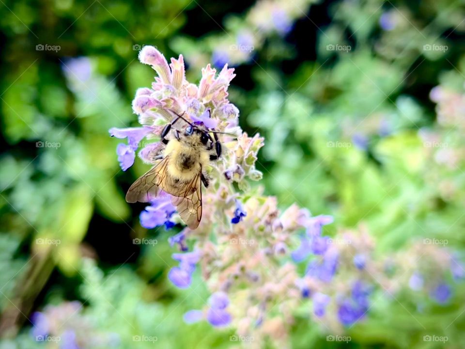 A cute fuzzy bumblebee enjoying a flower 