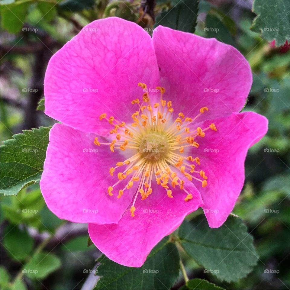 Wild rose 