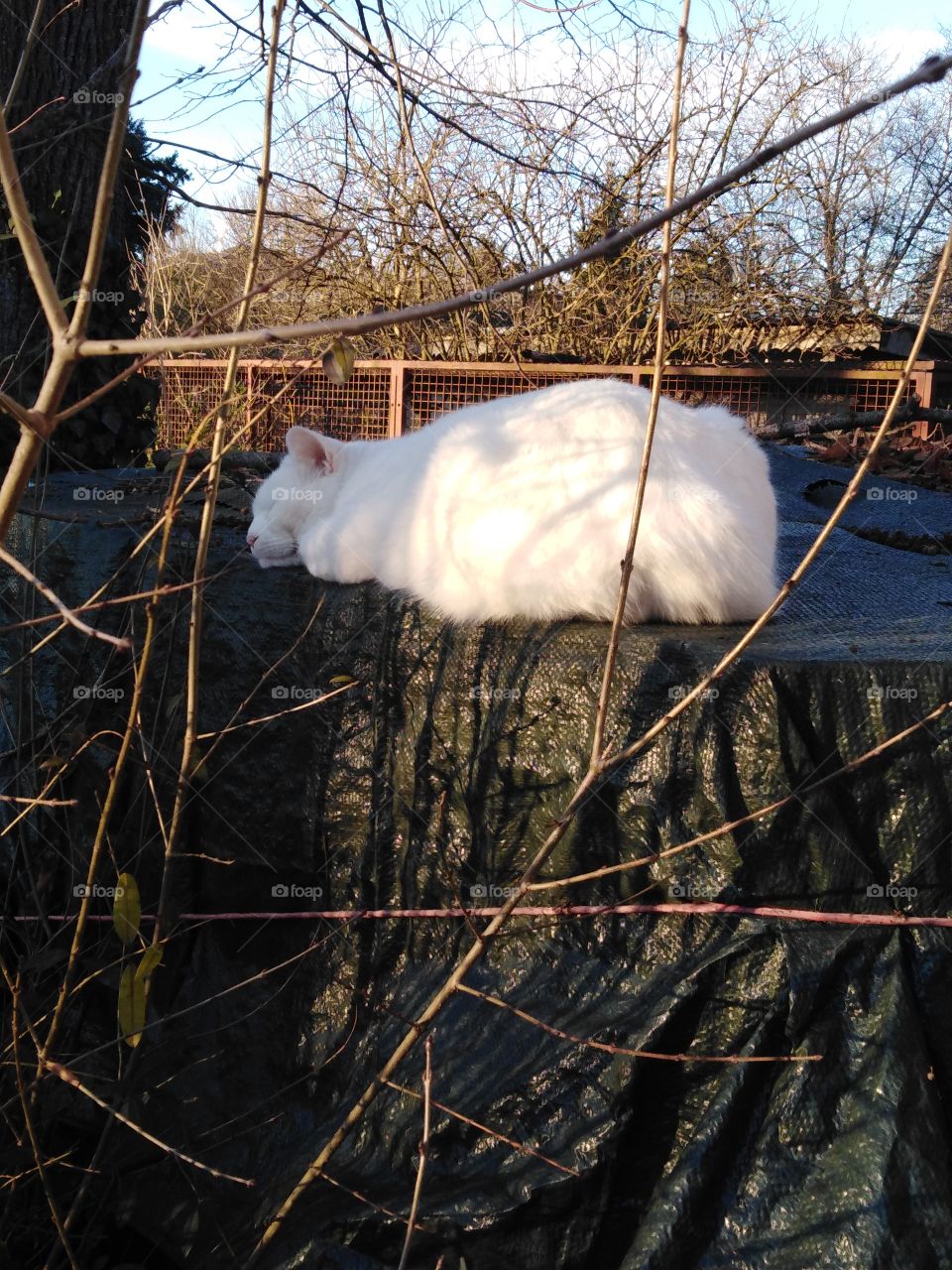 Katze genießt die Sonnenstrahlen im Winter.