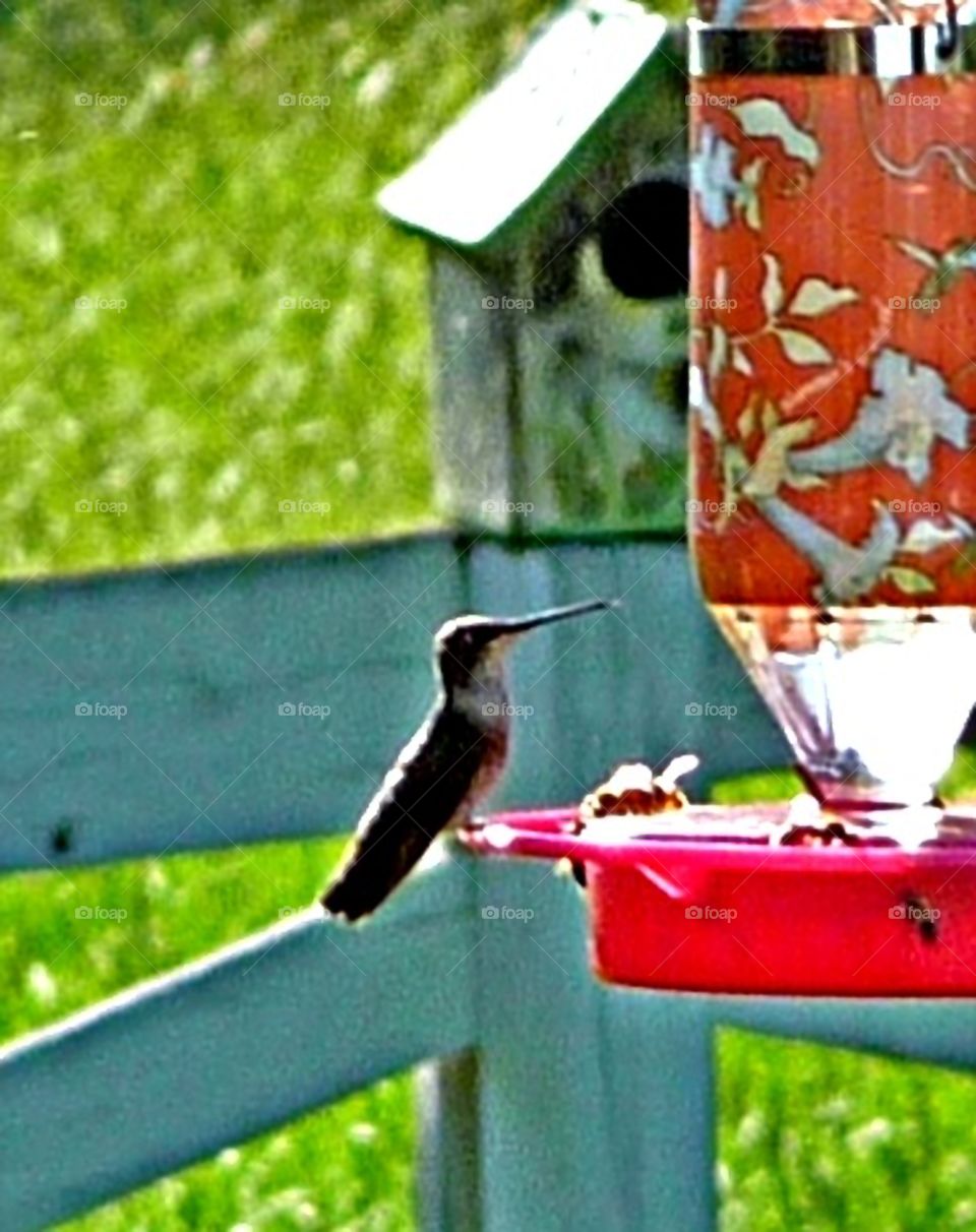 humming bird