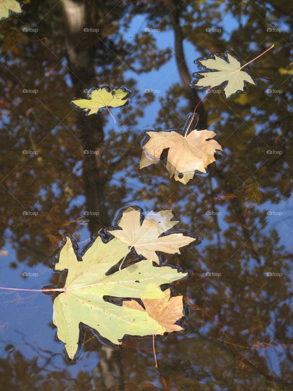 Autumn. Maple leaves.