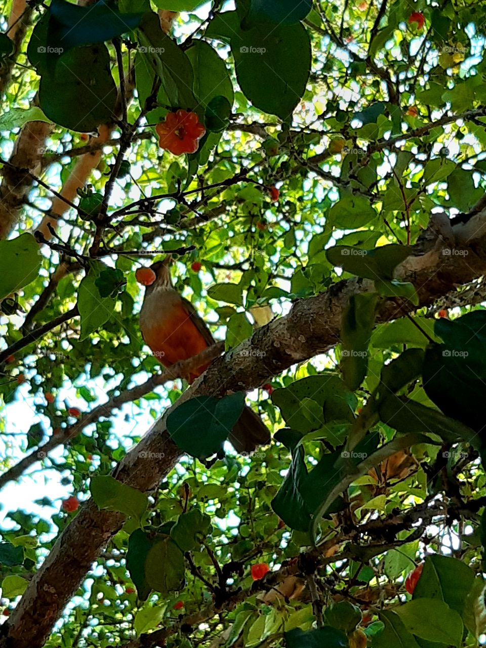 O sabiá saboreando as deliciosas pitangas! Nem se importou com a minha presença.