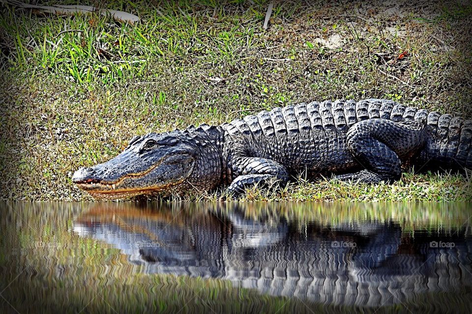 Alligator and his reflection.
