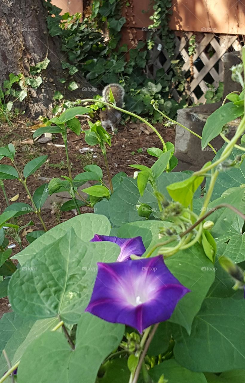 Flower and squirrel