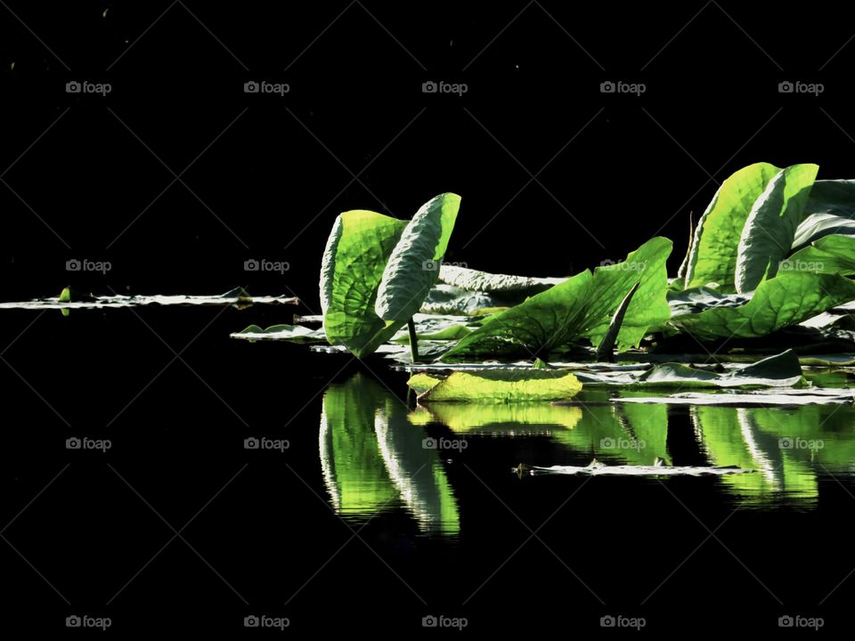 lotus leaf waterlily