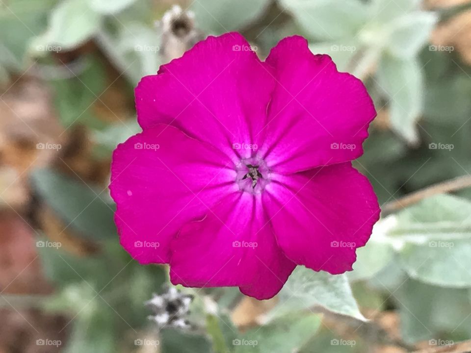Beautiful Purple Flower 