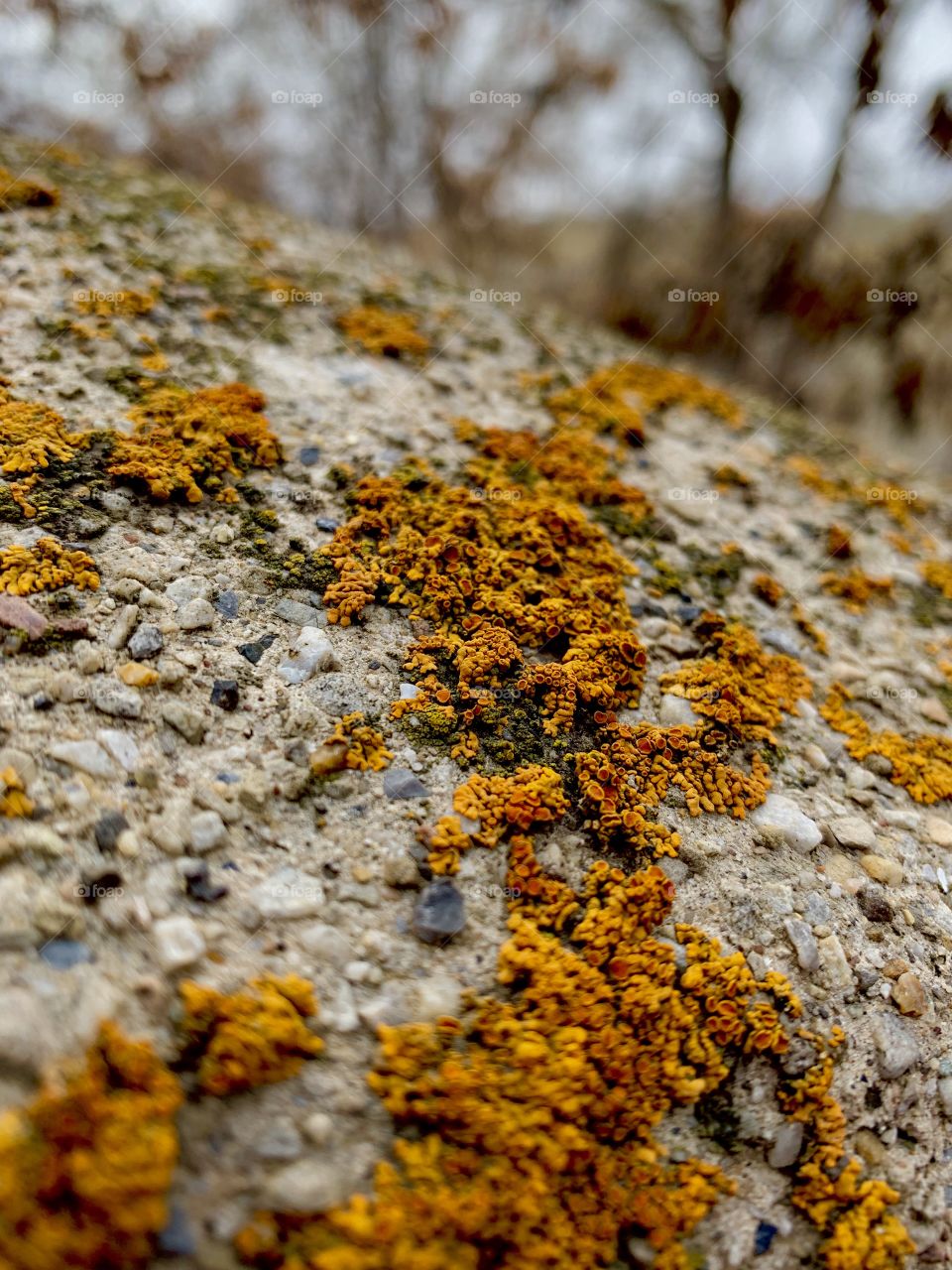 Moss on the wall that surrounded a witch’s hut in a clearing in Memory Grove near downtown Salt Lake City, UT 