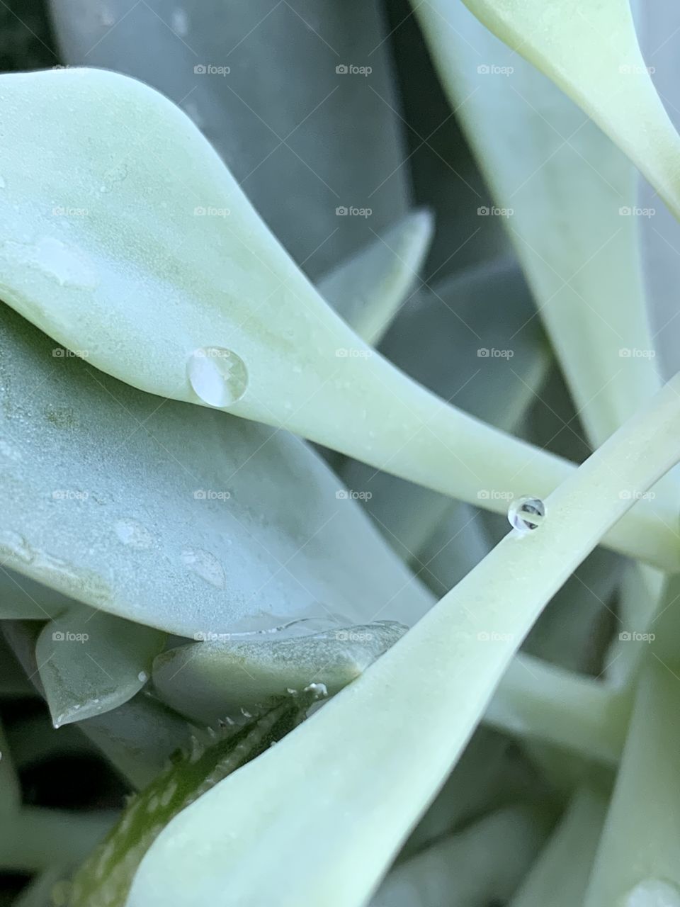 I love succulents. Varying shades of green. They all look beautiful together. They pair well with stone and wood. Droplets of water sit lovely on them.