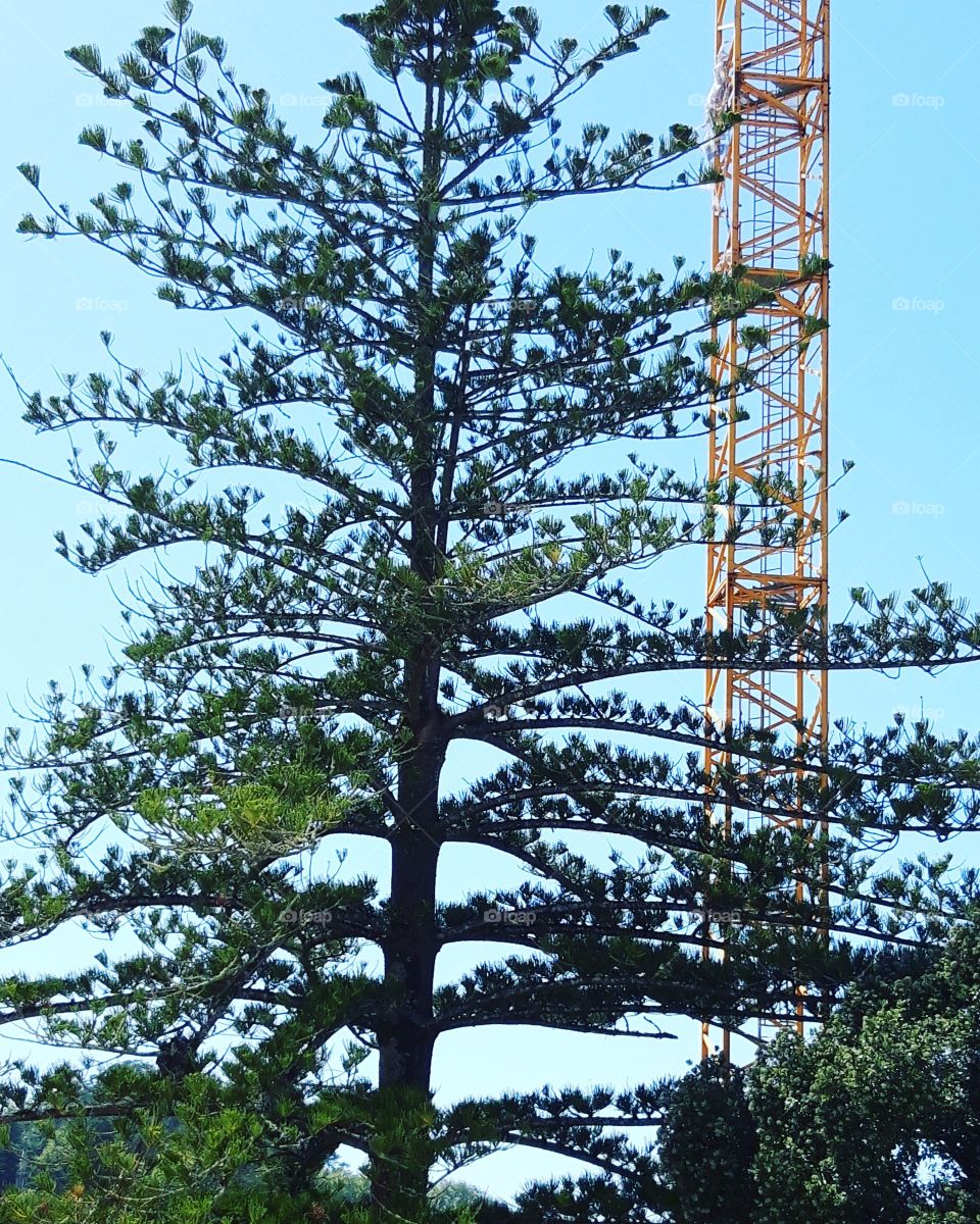 tree and crane in Sintra