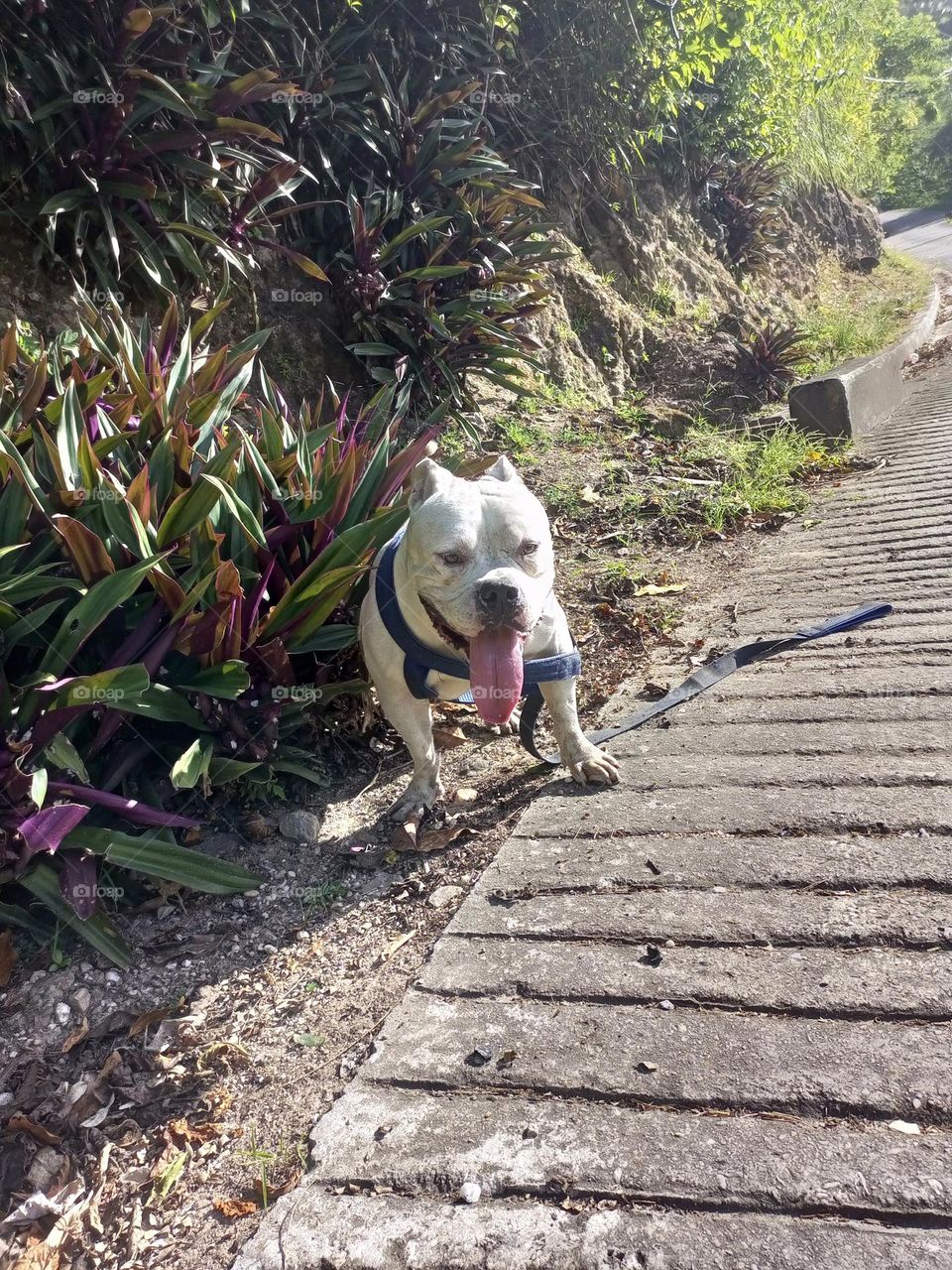 dog doing my own thing